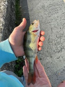 European Perch