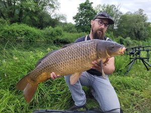 Common Carp
