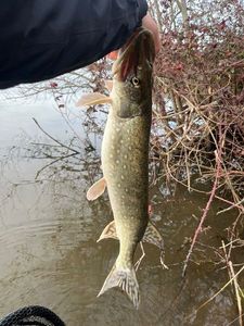 Northern Pike