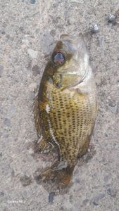 Smallmouth Bass