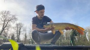 Common Carp