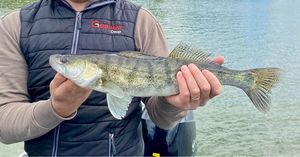 Zander