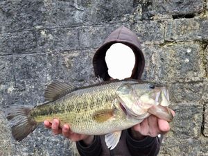 Largemouth Bass