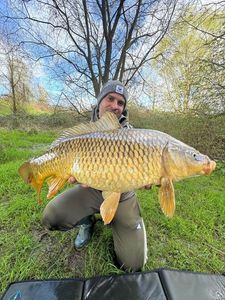 Common Carp