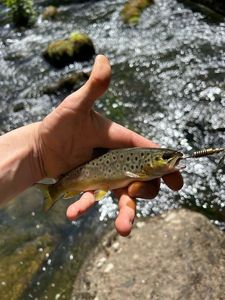 Brown Trout