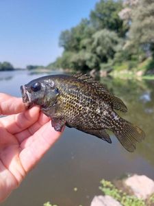 Rock Bass