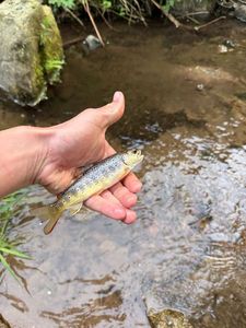 Brown Trout