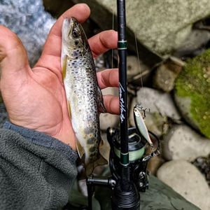 Brown Trout