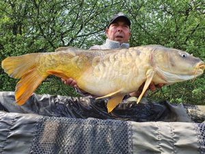 Mirror Carp