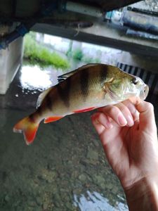 European Perch