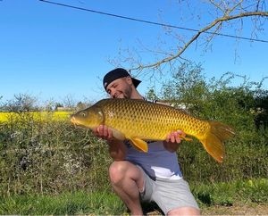Common Carp