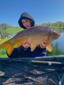 Mirror Carp