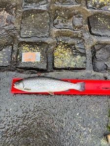 Brown Trout