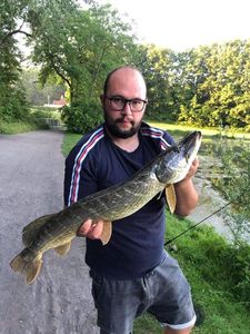 Northern Pike
