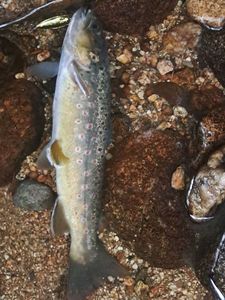 Brown Trout