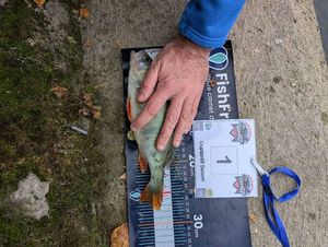European Perch
