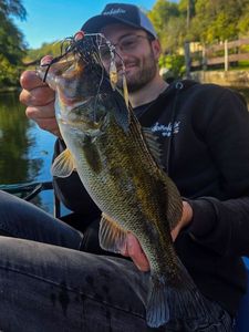 Largemouth Bass