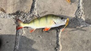 European Perch