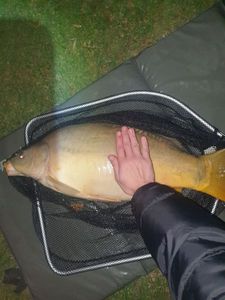Leather Carp