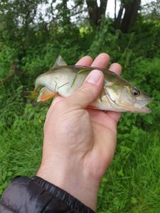 European Perch