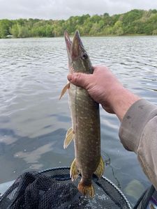 Northern Pike