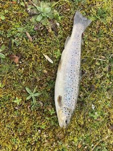 Brown Trout
