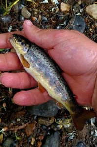 Brown Trout