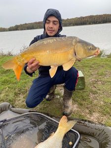 Mirror Carp