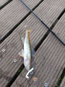 Zander