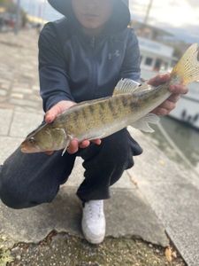Zander