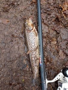 Brown Trout