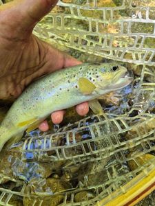 Brown Trout