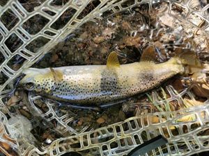 Brown Trout