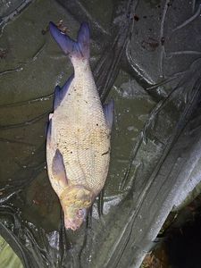 Common Bream