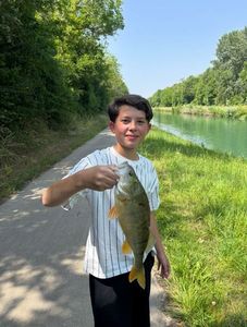 European Perch