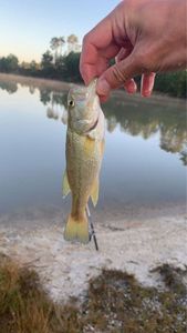 Largemouth Bass