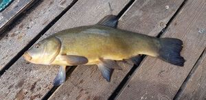 Tench
