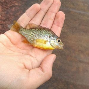 Green Sunfish