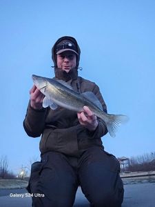 Zander