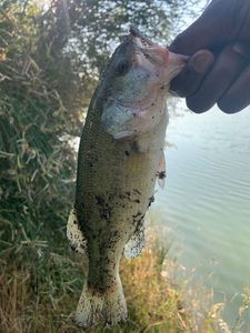 Largemouth Bass