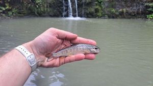 Brown Trout