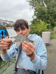 European Perch