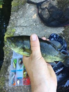 Largemouth Bass
