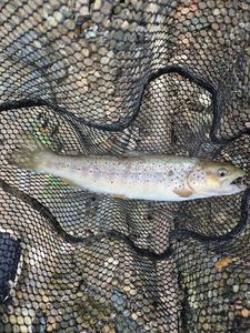 Brown Trout