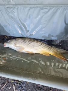 Leather Carp