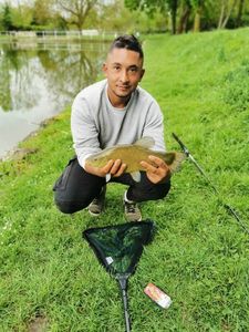 Tench