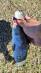 Rainbow Trout
