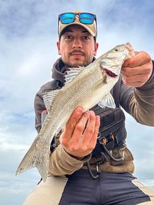 European Bass (Seabass)