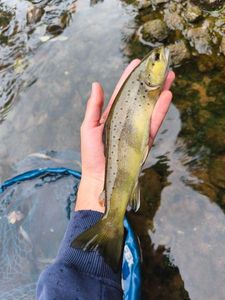 Brown Trout
