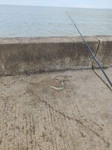 European Eel (Common Eel)